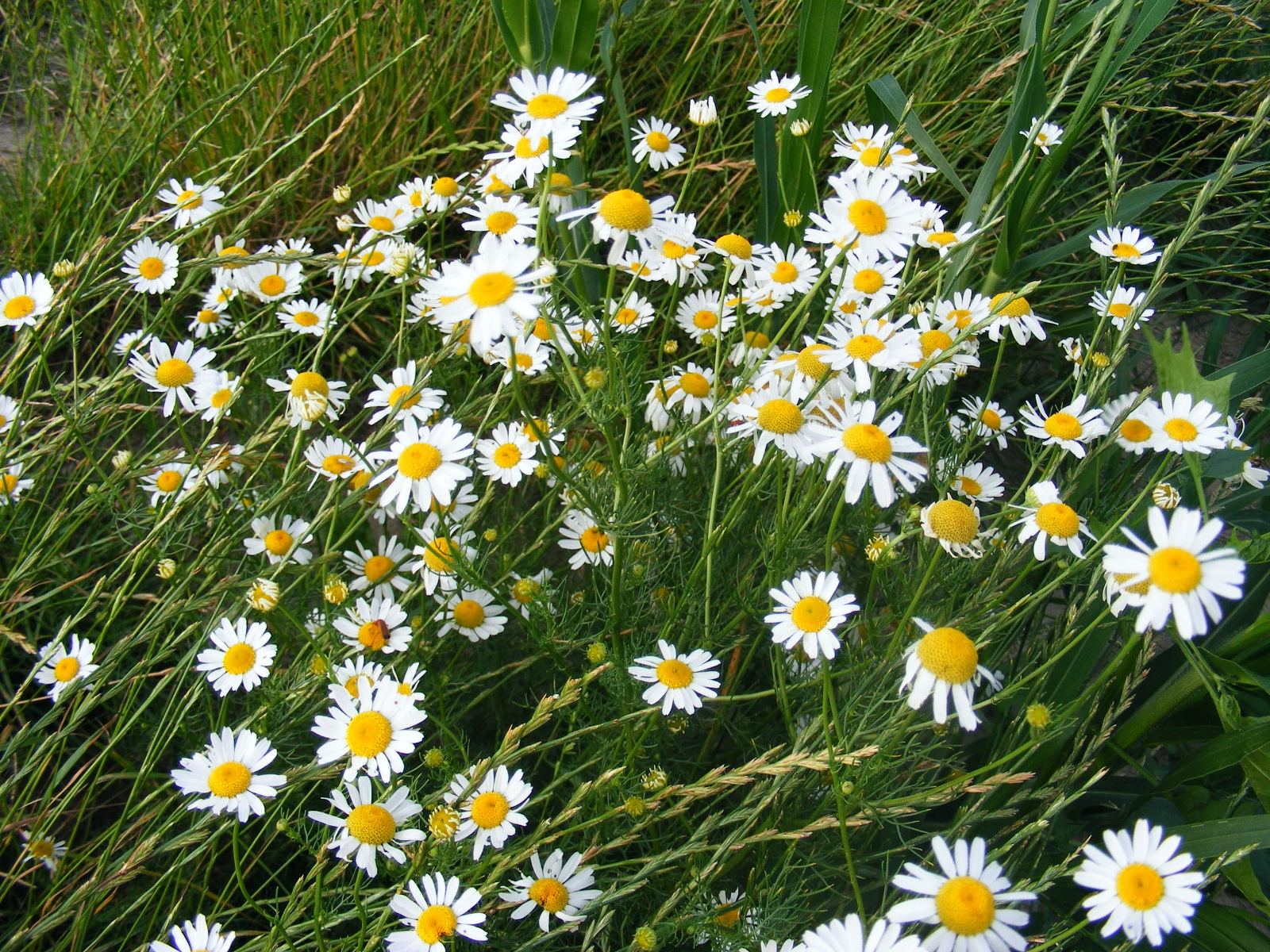 Ромашка многоцветковая. Мойчечак гули. Астер цветок белый луговой. Ромашка белая лепесточки. Белые ромашки.