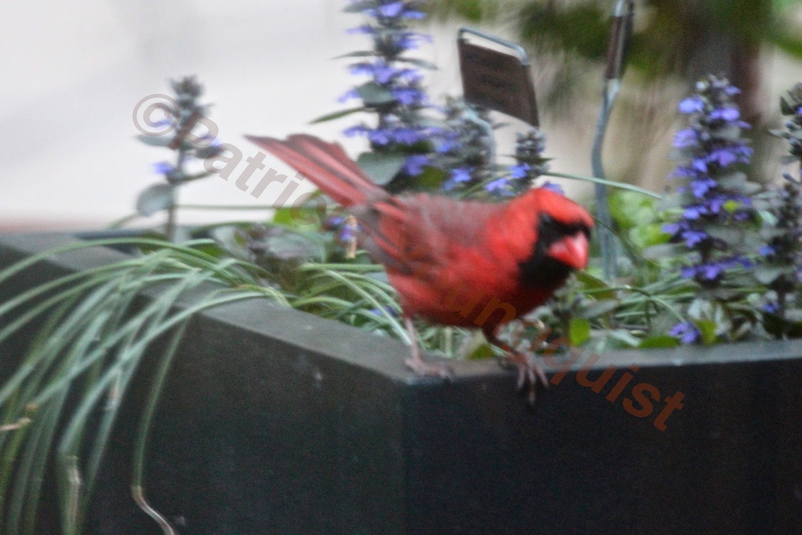 Nature Abhors A Garden Pyracantha