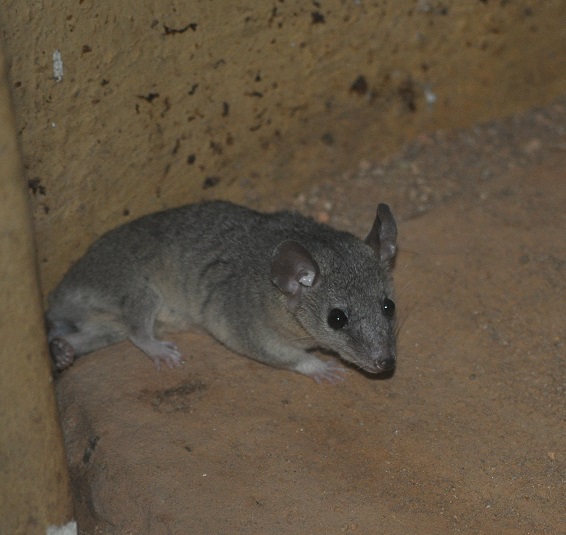 ZOOTOGRAFIANDO (6.100 ANIMALS) OPOSSUM DE COLA CORTA GRIS / SHORT