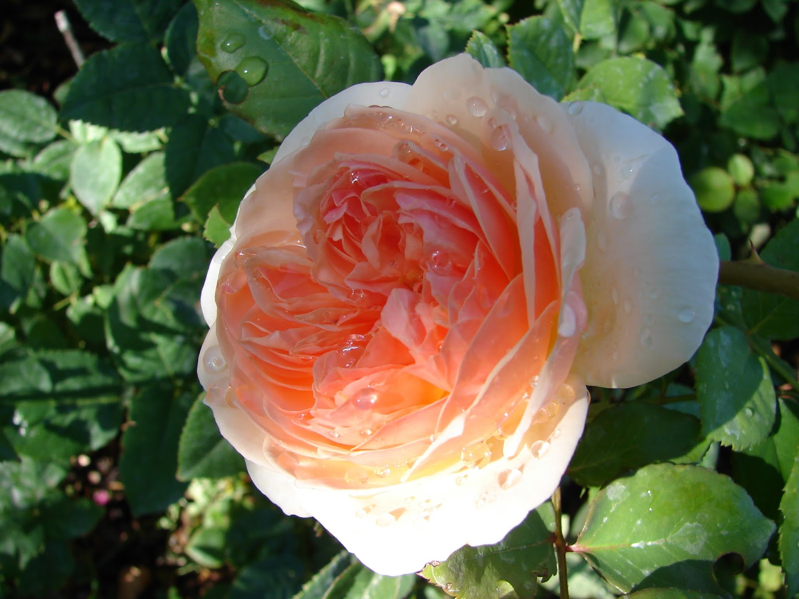 New Utah Gardener Roses Fall Bloomers In Utah!