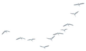 birds png parii editor birds png parii editor