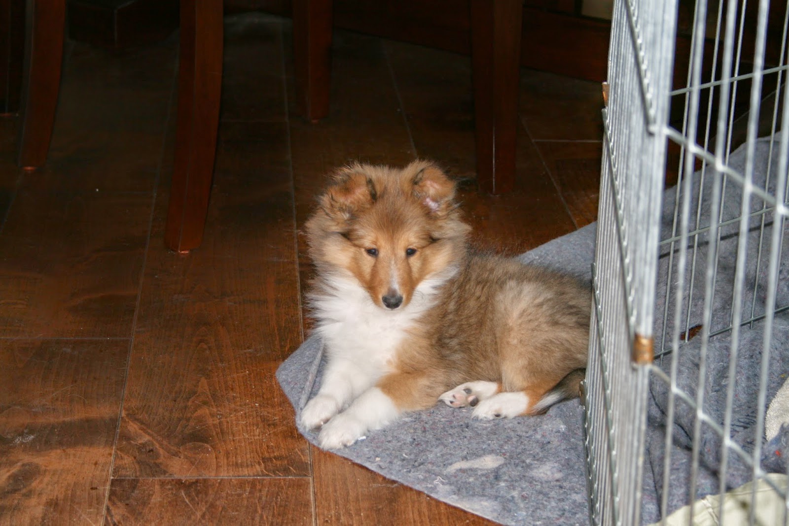 Hyper Hounds Shelties