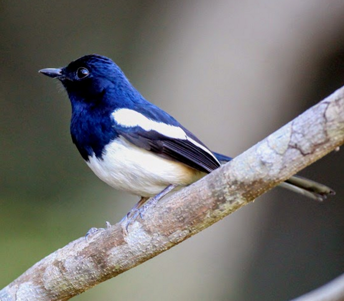 Jenis-Jenis Burung Kacer Yang Ada Di Indonesia