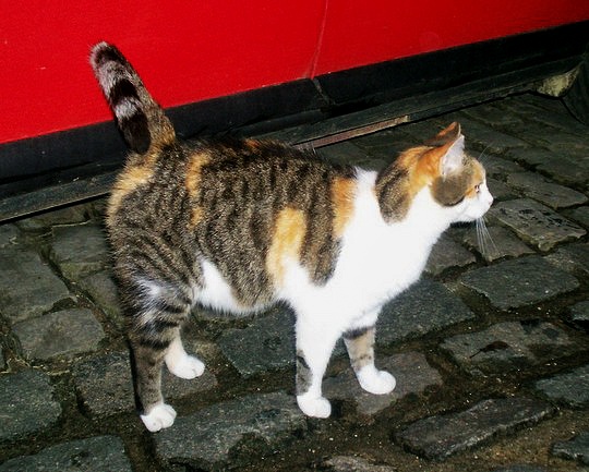 Cat from Clervaux, Luxembourg