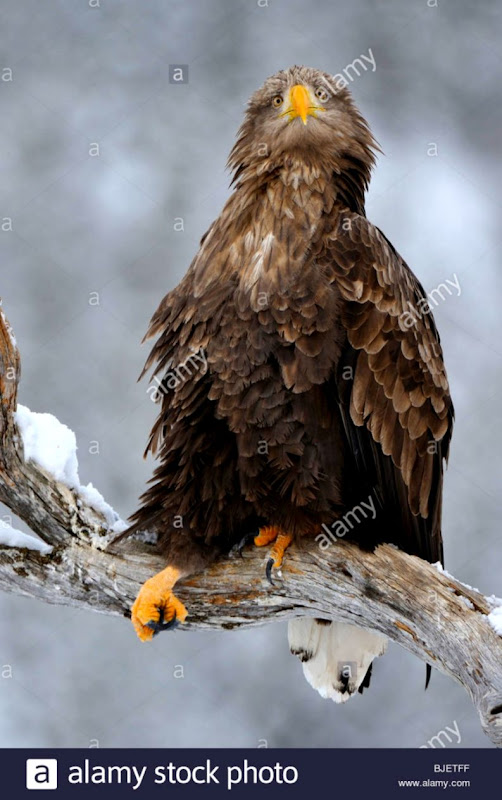 Eagle Funny Images Hippiehippieshakeshake