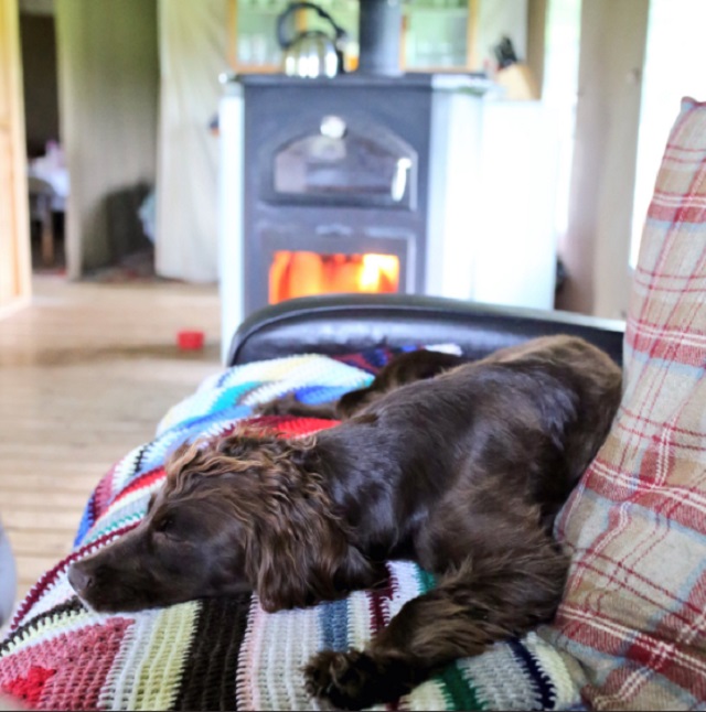 Five Reasons to Take your Dog Glamping