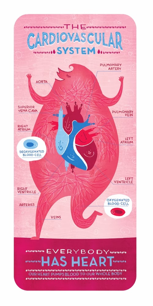 01-Cardiovascular-System-Body-System-Graphic-Designer-Illustrator-Rachel-Ignotofsky