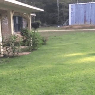 stupid dog hole in lawn
