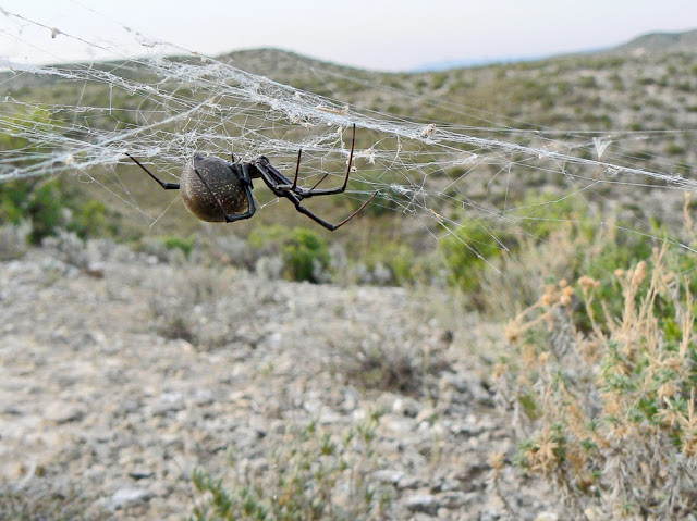 NaturalezaVaria Latrodectus lilianae