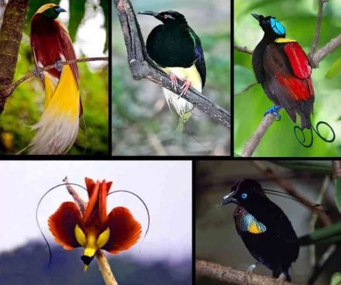 Daftar Harga Burung Lengkap Di Pasaran November 2019