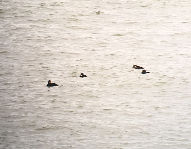 Scoters - Stag Rocks, Bambrugh, Northumberland
