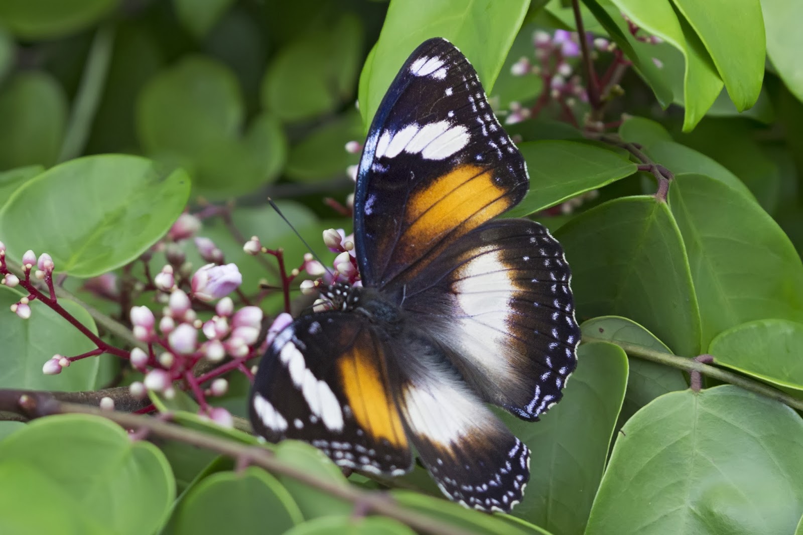 Kay Parkin Birding Mackay Qld Butterflies