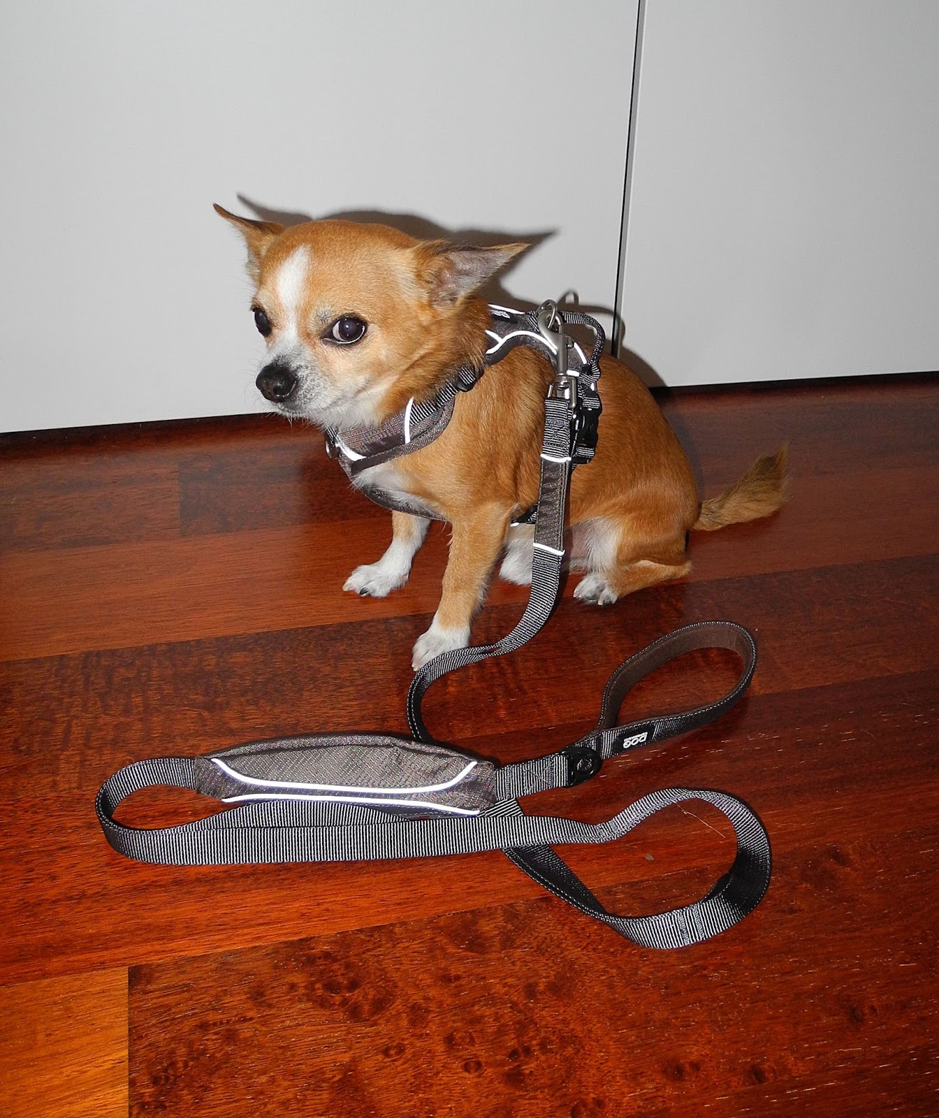 Rockys Blog DOG Copenhagen