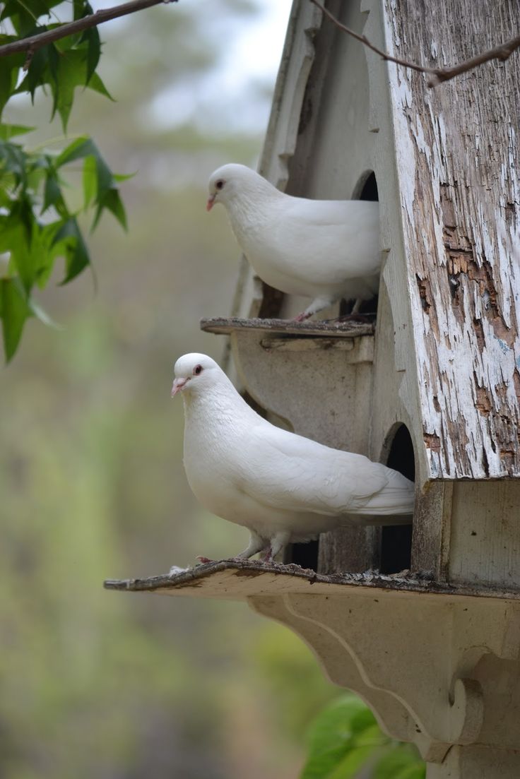 Bird In Everything Dove Bird House