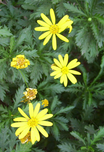 Flores de Margaritas amarillas