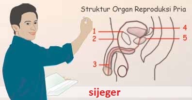 Soal dan Jawab tentang Sistem Reproduksi - Materi Belajar