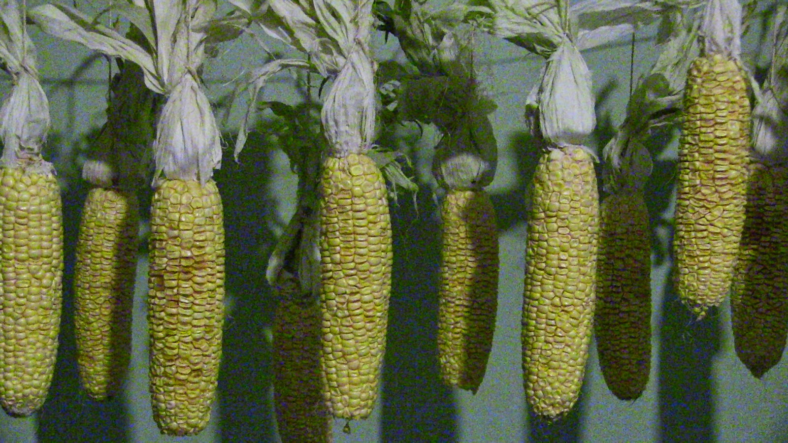 A Woodsrunner's Diary Dried, Parched & Popped corn.