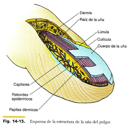 FCM-UNAH Anatomía Microscópica: Esquema de la Uña