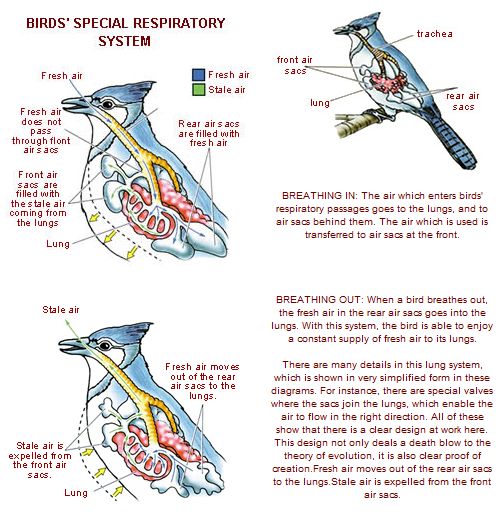 The Fact Of Creation: The Unique Structure of Avian Lungs