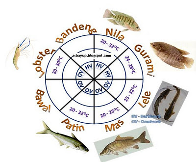 Inovasi Baru Pertanian: Akuaponik - Ikan Untuk Akuaponik