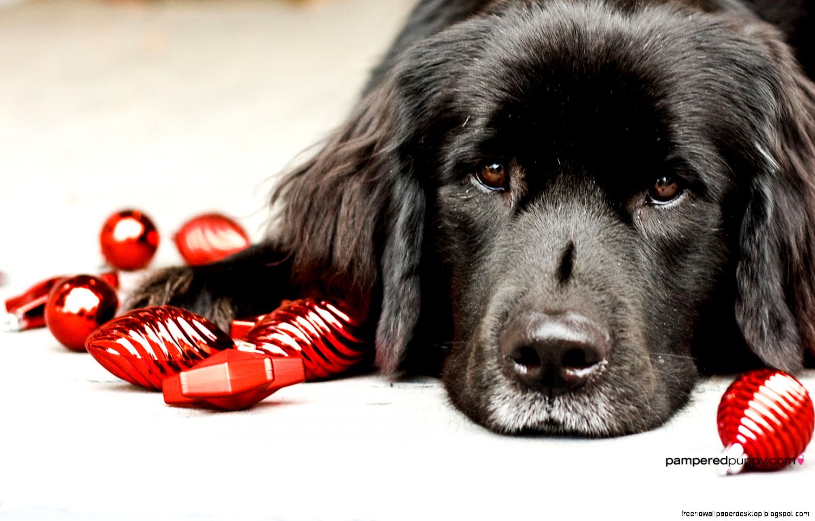 Newfoundland Dog Christmas