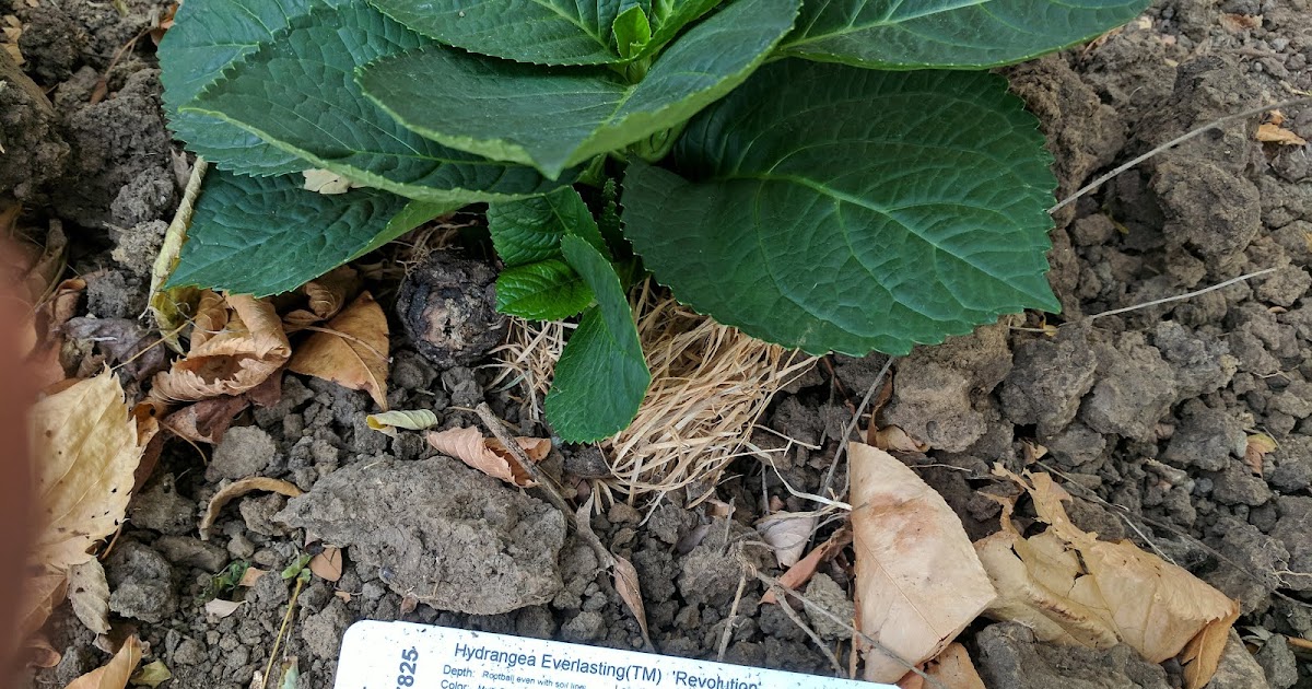 Echoes Of Eden Dayle King Searle Hydrangeas For Alkaline Soil