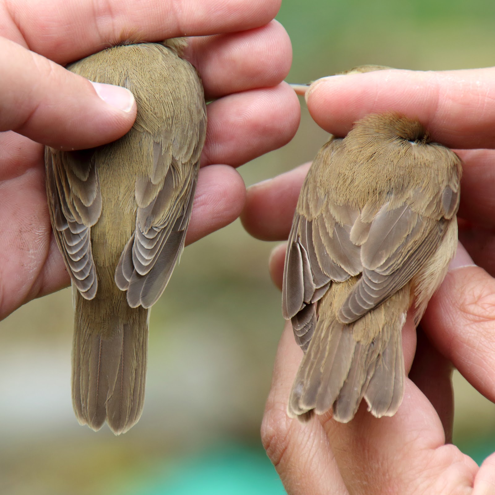 BO629HR Bosrietzanger versus Kleine Karekiet.