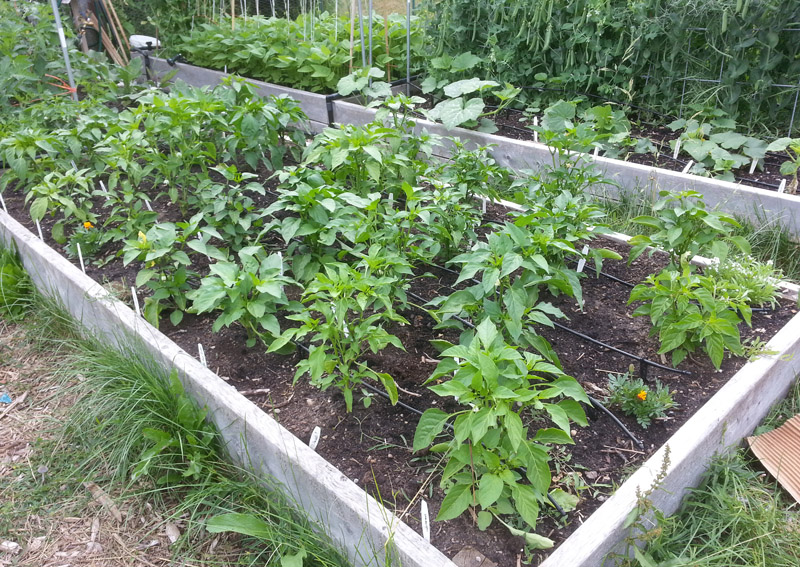 The Gardening Me Garden Update Area 2