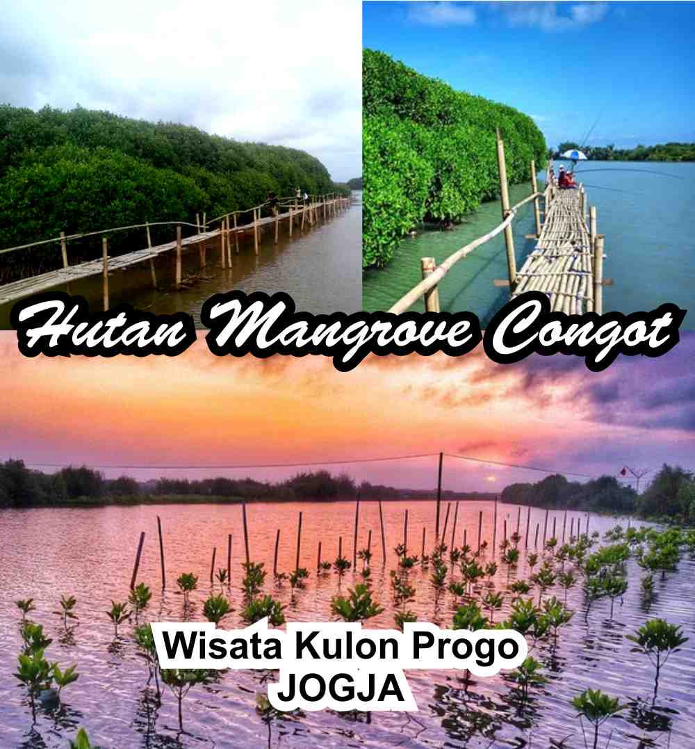 Keseruan Wisata Alam Hutan Mangrove di Congot Kulon Progo