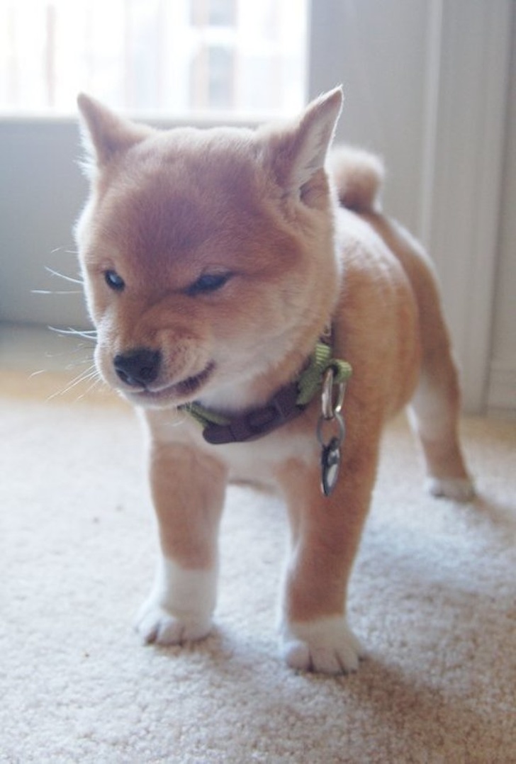 26 Adorable Pictures Of Angry Animals