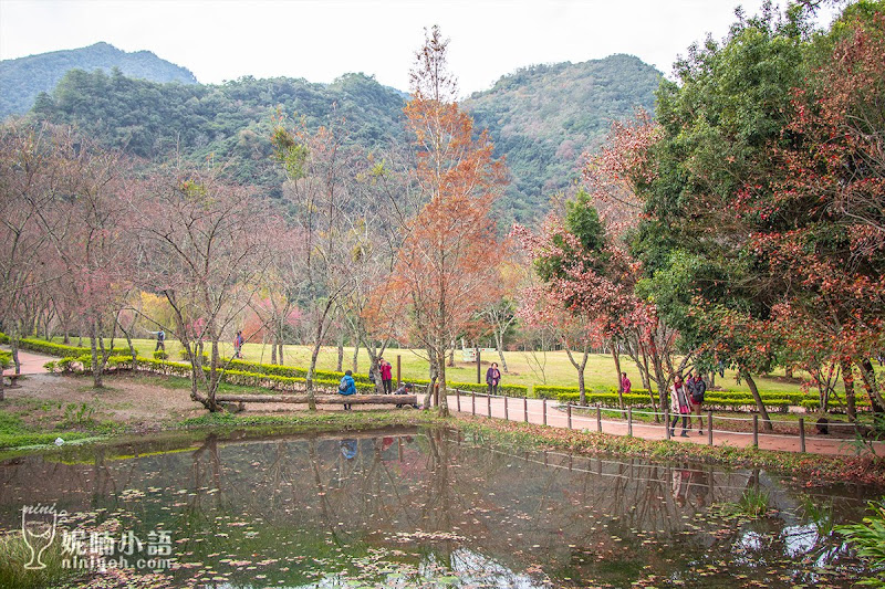 【奧萬大景點】 奧萬大國家森林遊樂園區路線。賞楓賞松還能賞櫻花