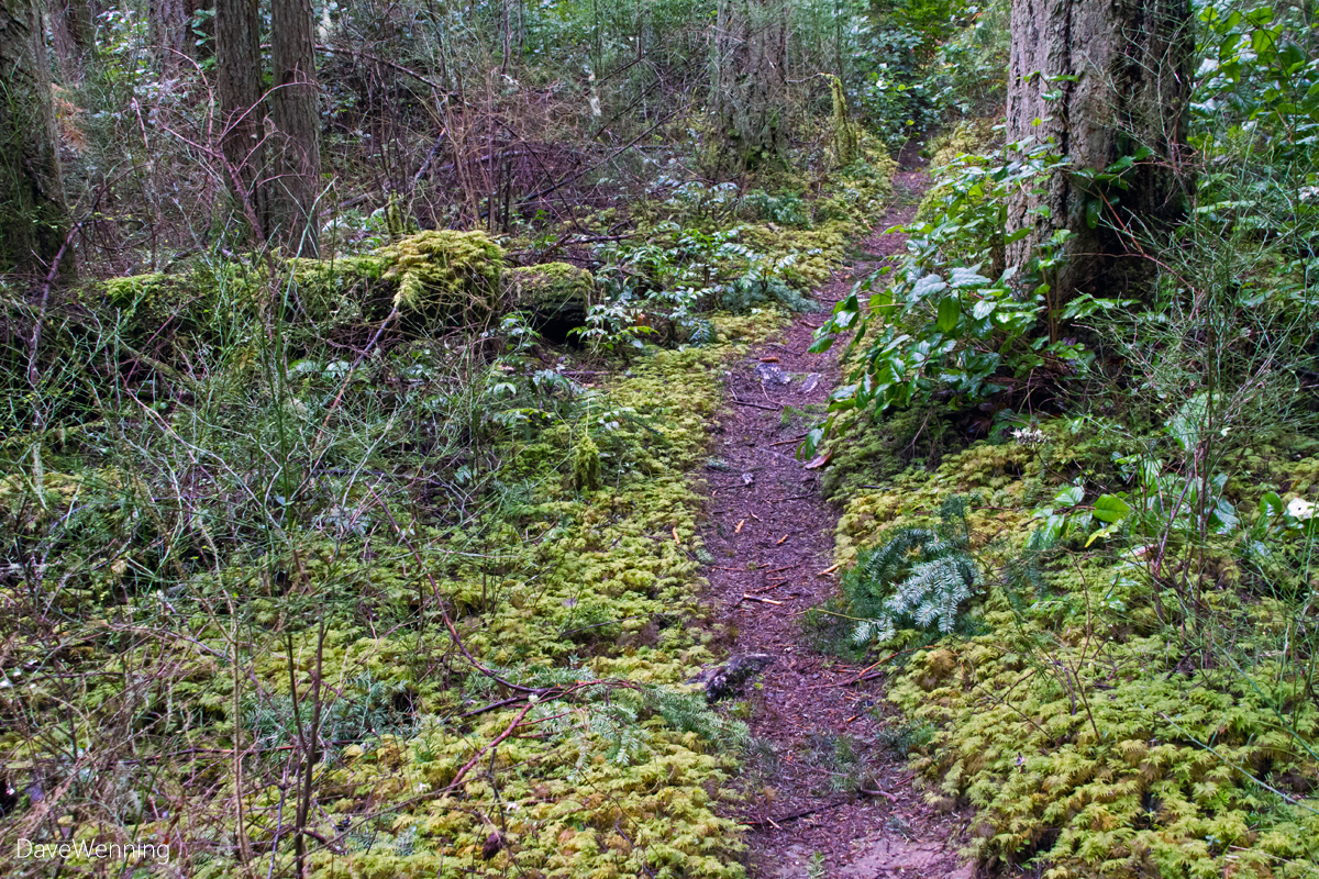 Fern Gully Exploring a Forest Ecosystem