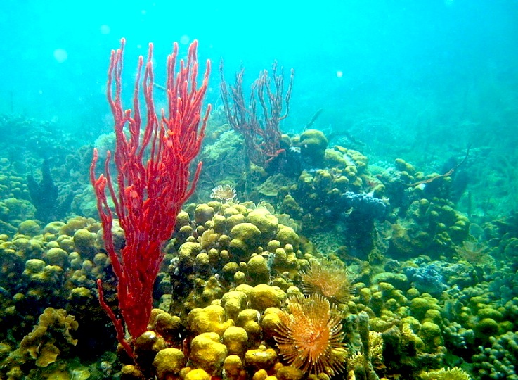 Los Corales junio 2013