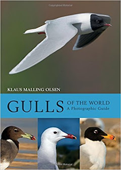 GULLS OF THE WORLD