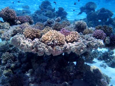 At least one-third of marine species remain undescribed