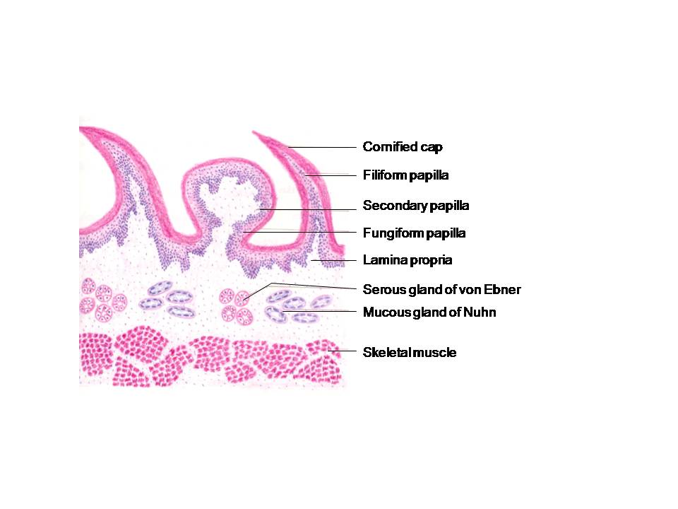 HISTOLOGY DIAGRAMS: Special histology- specific points