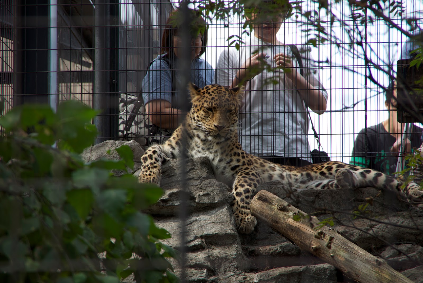 よく寝る動物たち