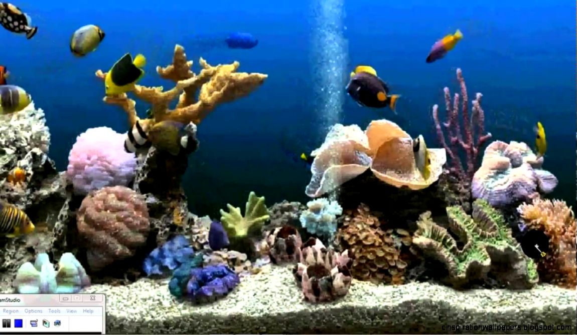 How to get an Aquarium as your Desktop Background Xp Vista