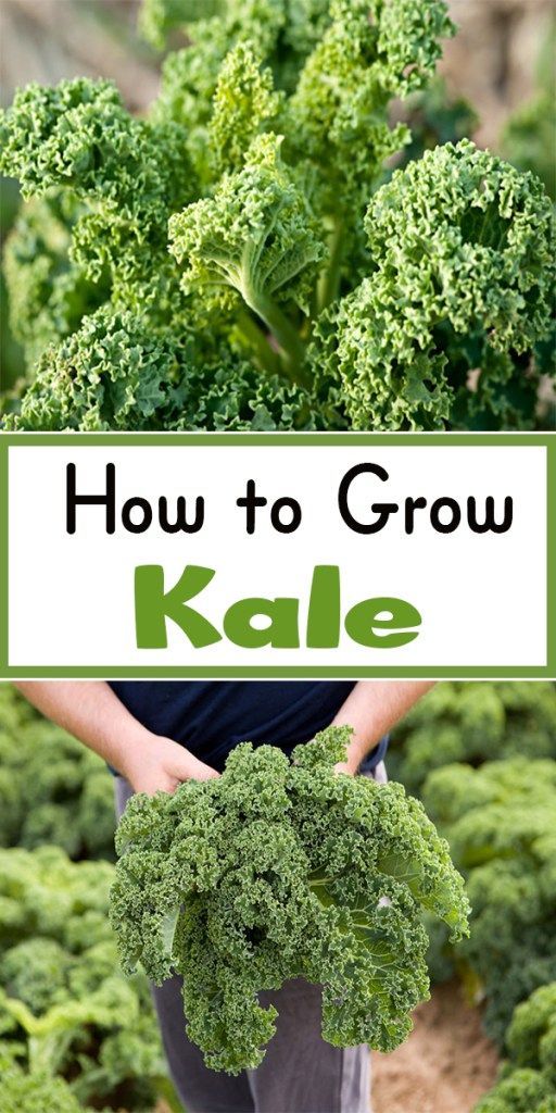 Learn How to Grow Kale Pinterest Gardening