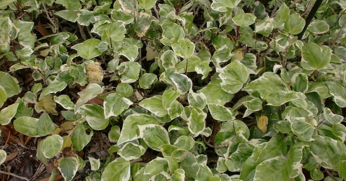 ６０歳で無職の優雅な日々 ヘデラ カナリエンシス バリエガータ Hedera Canariensis Variegata