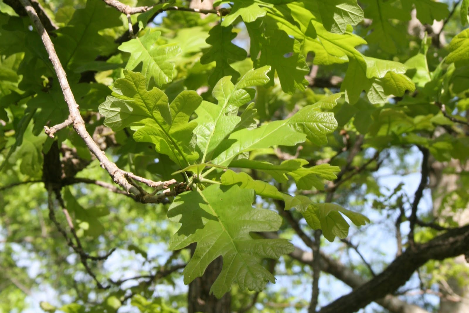 Centenary College Arboretum: Quercus macrocarpa