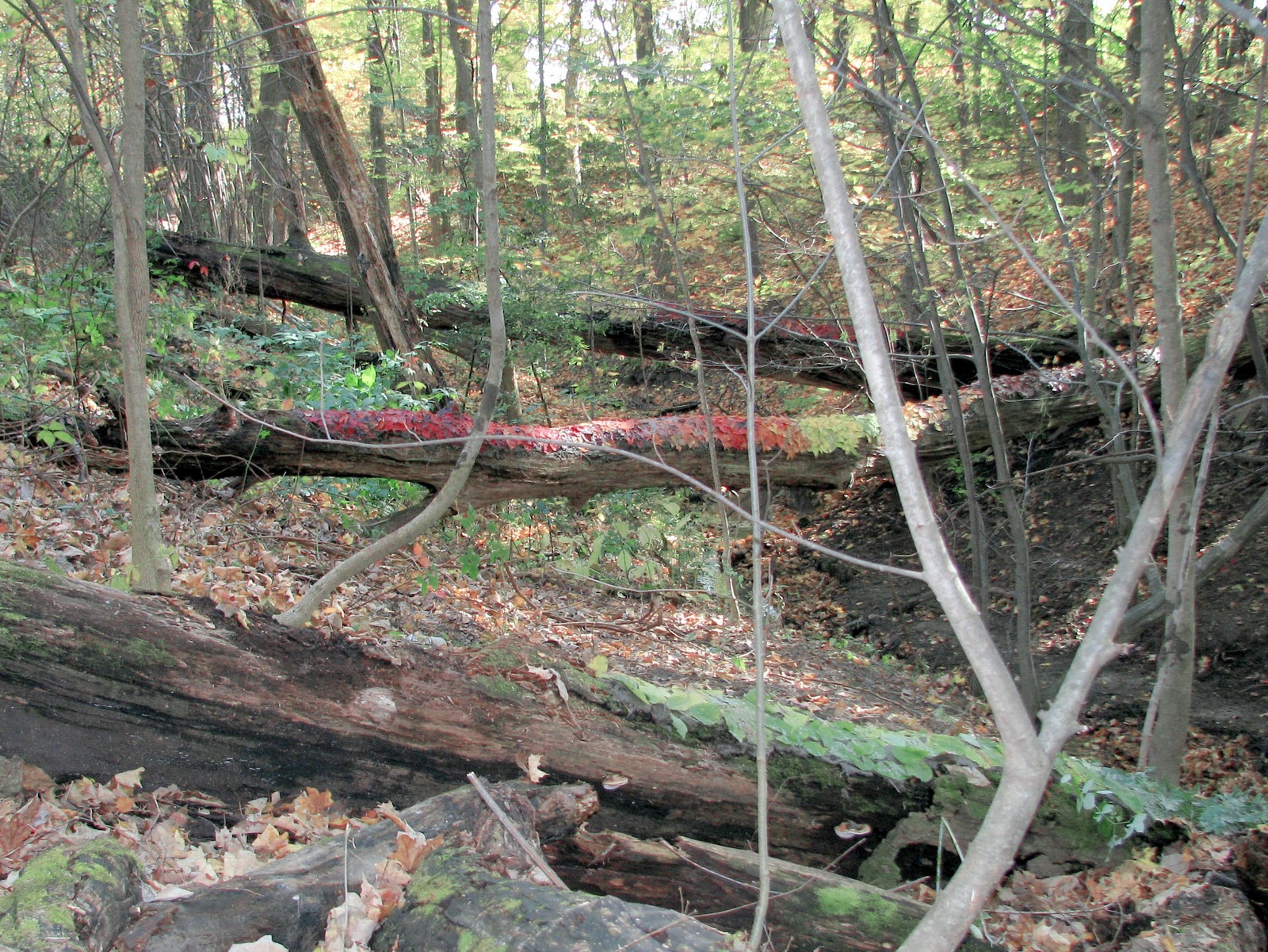 Maple Hill High School Art Land Art/ Earthworks 2011!
