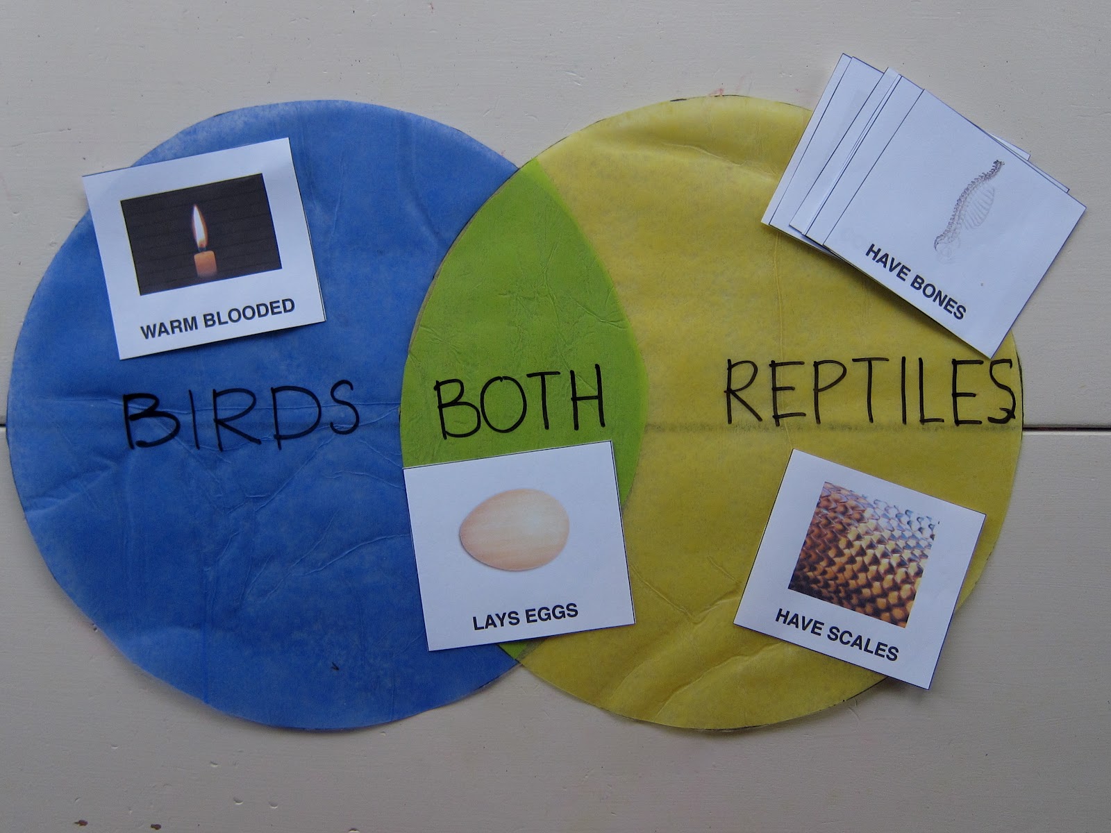 Preschool Syllabus: Birds