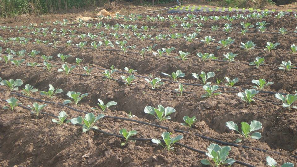 Chinaemerem Farms Ltd How To Start A Cabbage Farm