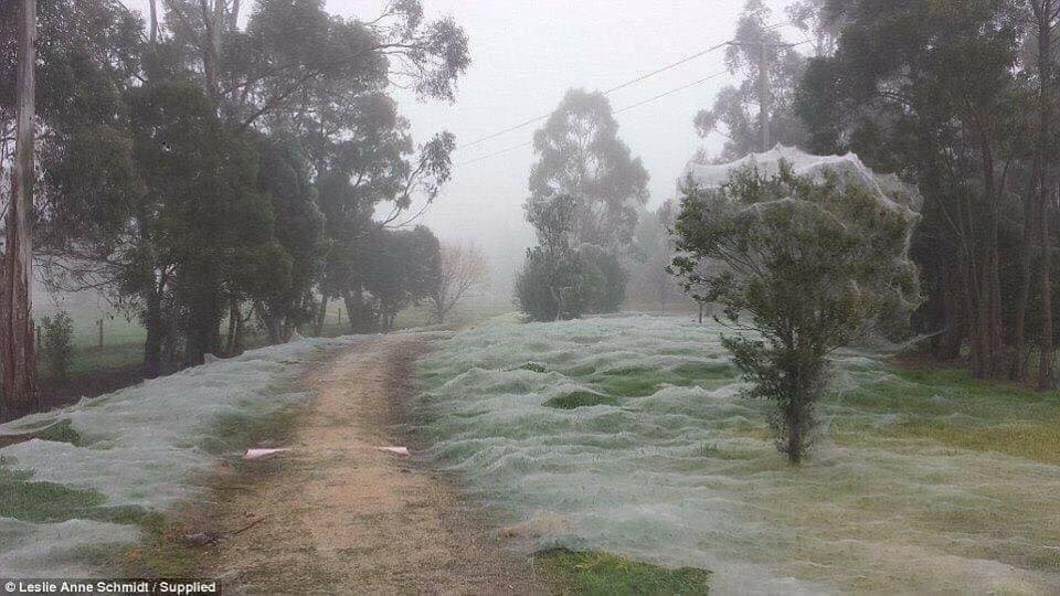 Sky raining millions of spiders in Australia life