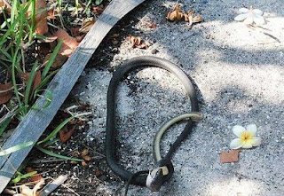  gambar ular cobra terbesar di dunia