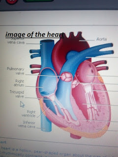 the heart and blood vessel