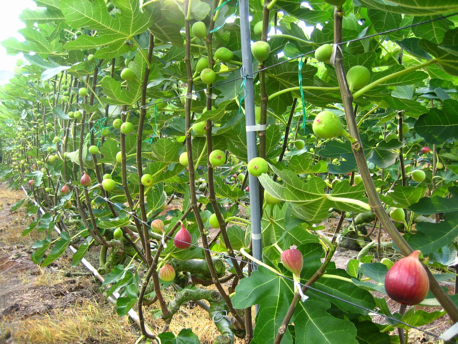 Figs Photo Collection Around the World Japan Figs Farm Part 4