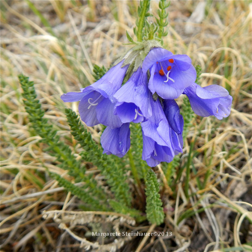 3 types of wildflowers Another showstopper on the tundra is the stunning Sky Pilot  | 500 x 500
