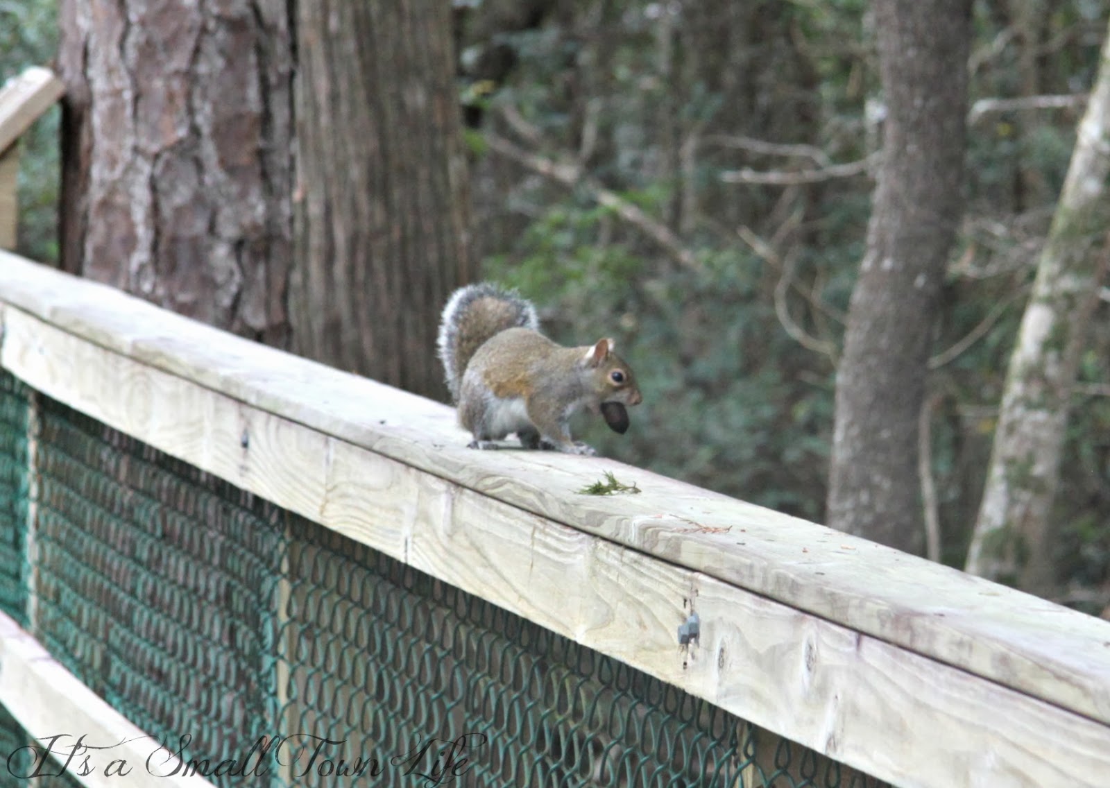 squirrel from over the hedge squirrel from over the hedge